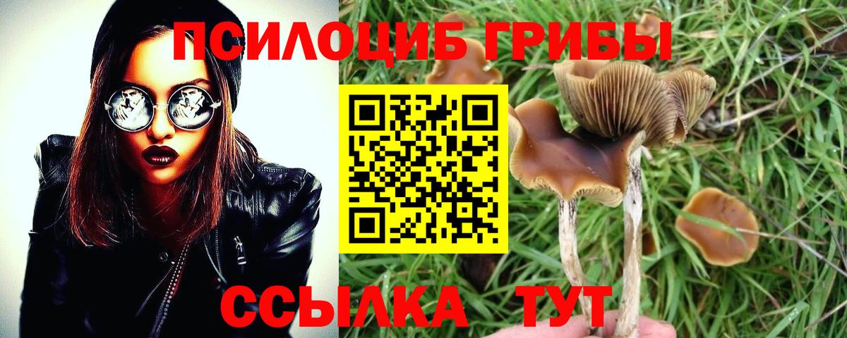 Псилоцибиновые грибы Psilocybine cubensis  Вход с VPN  даркнет сайт  Минеральные Воды 